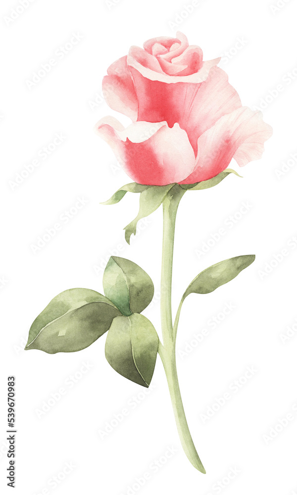 Watercolor pink rose isolated. Shabby illustration.