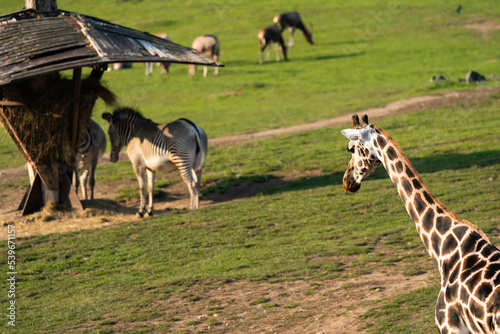 Group of wild zebras  giraffe  southern lechwe  beisa oryx and blesbok in the African savanna. Wildlife of Africa. Tanzania. Serengeti national park. African landscape.