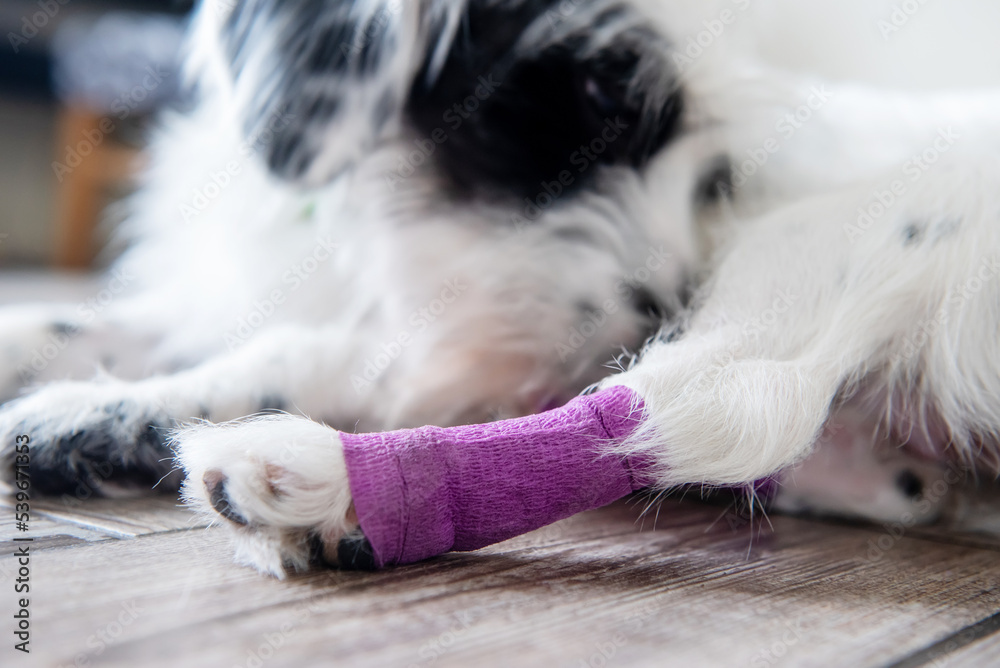 Injured white dog's hind leg wrapped by purple bandage and splint after surgery in at home Stock