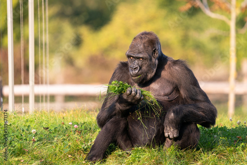 Mountain gorilla in the Bwindi Impenetrable National Park. Gorilla in the natural habitat. Wildlife in Uganda.