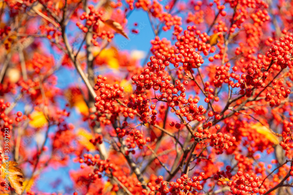 red autumn rowanberry branch. selective focus of red autumn rowanberry. autumn season red autumn rowanberry branch. selective focus of red autumn rowanberry. autumn season