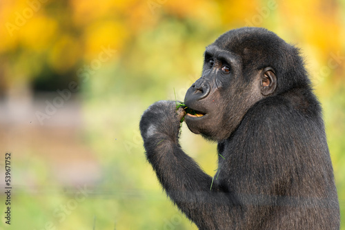 Gorilla baby sitting in the grass and eating. High quality photo with blur bokeh background. Autumn.
