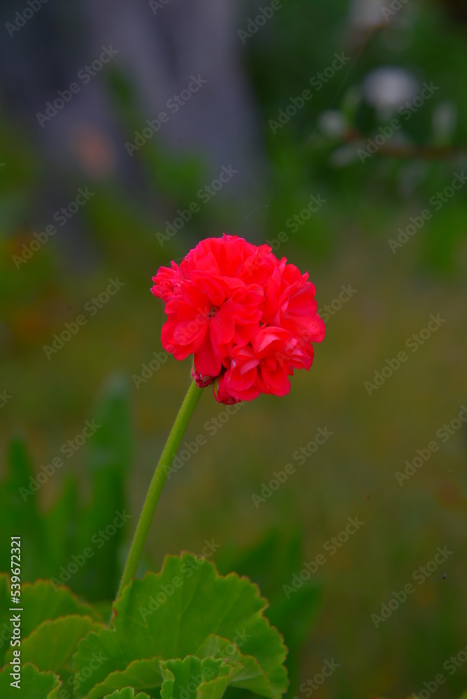Beautiful pink flowers are blooming in the garden Beautiful pink flowers are blooming in the garden