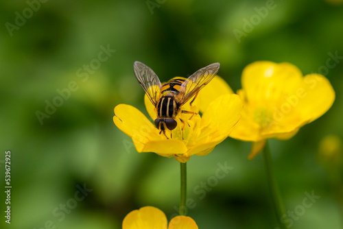 close up of a fly on the edge of a buttercup flower © Anna