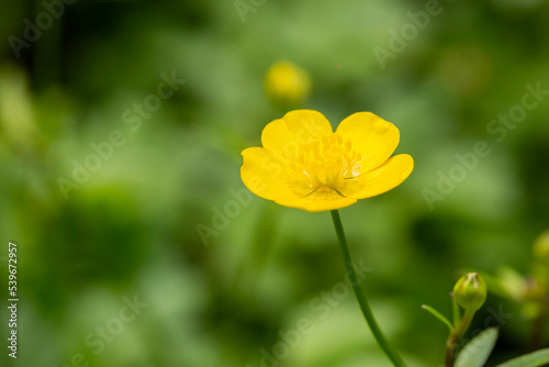selective focus: Yellow Buttercup growing in forests and high mountains in spring. The buttercup, which has a wonderful appearance photo