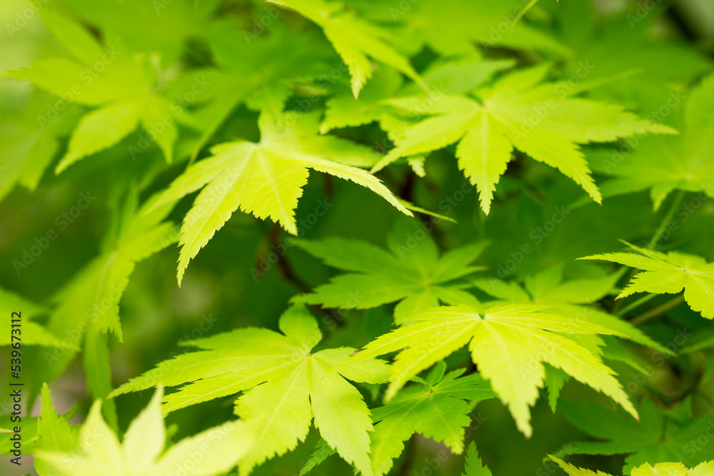 Japanese maple flowers. After the flowers bloom in spring, they attach propeller-shaped samara, and then they soar in the wind and fall to the ground to sprout. Japanese maple flowers. After the flowers bloom in spring, they attach propeller-shaped samara, and then they soar in the wind and fall to the ground to sprout.