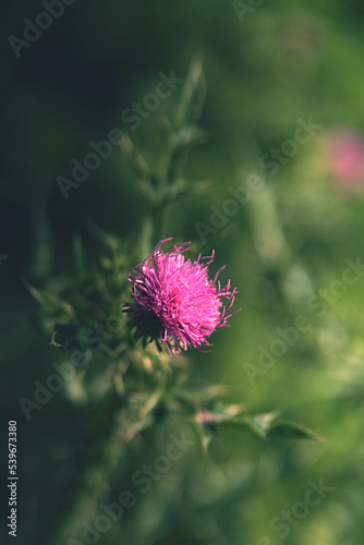detail of blooming thistle with pink flower