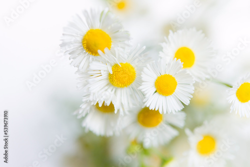 daisies  chamomile  flowers on a white background close-up