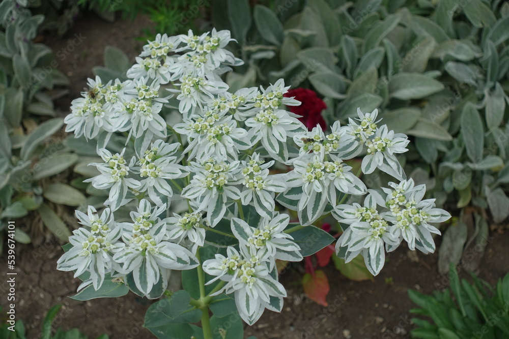 Numerous flowers of Euphorbia marginata in mid August Numerous flowers of Euphorbia marginata in mid August