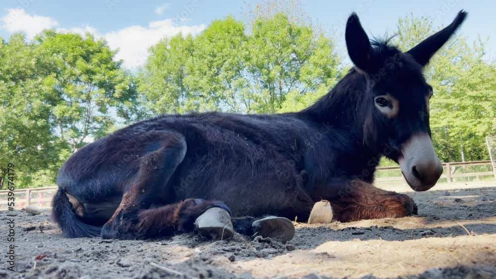 Portrait of dark brown donkey lying on ground relaxing, low angle view Portrait of dark brown donkey lying on ground relaxing, low angle view