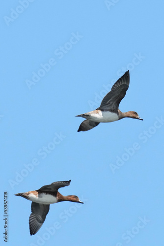 northern pintail in flight