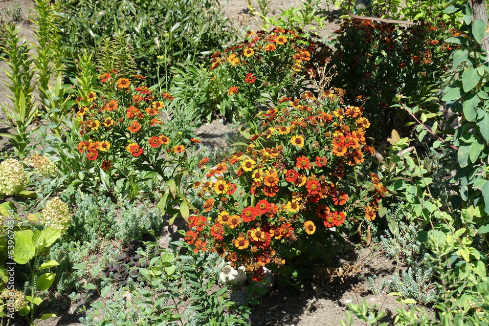 Helenium autumnale in full bloom in August