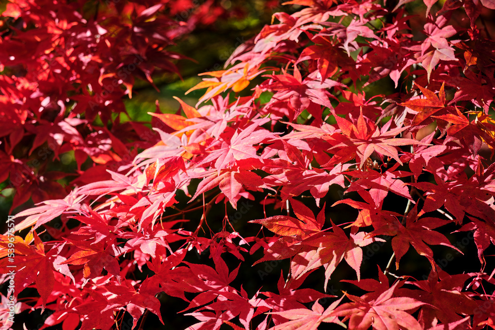 Colorful fall autumn leaves on blurred background with copyspace. Shallow DOF. Colorful fall autumn leaves on blurred background with copyspace. Shallow DOF.