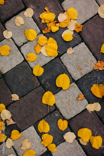Autumn leaves on the pavement
