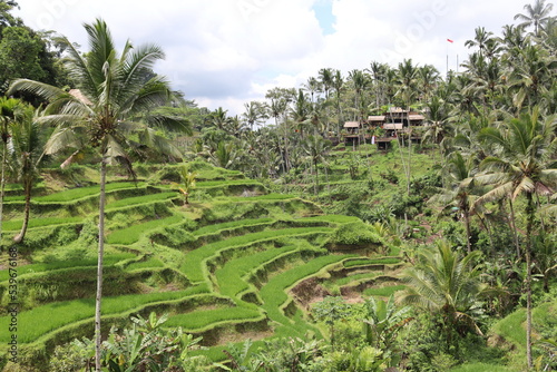 Tegallang rice terraces on Bali