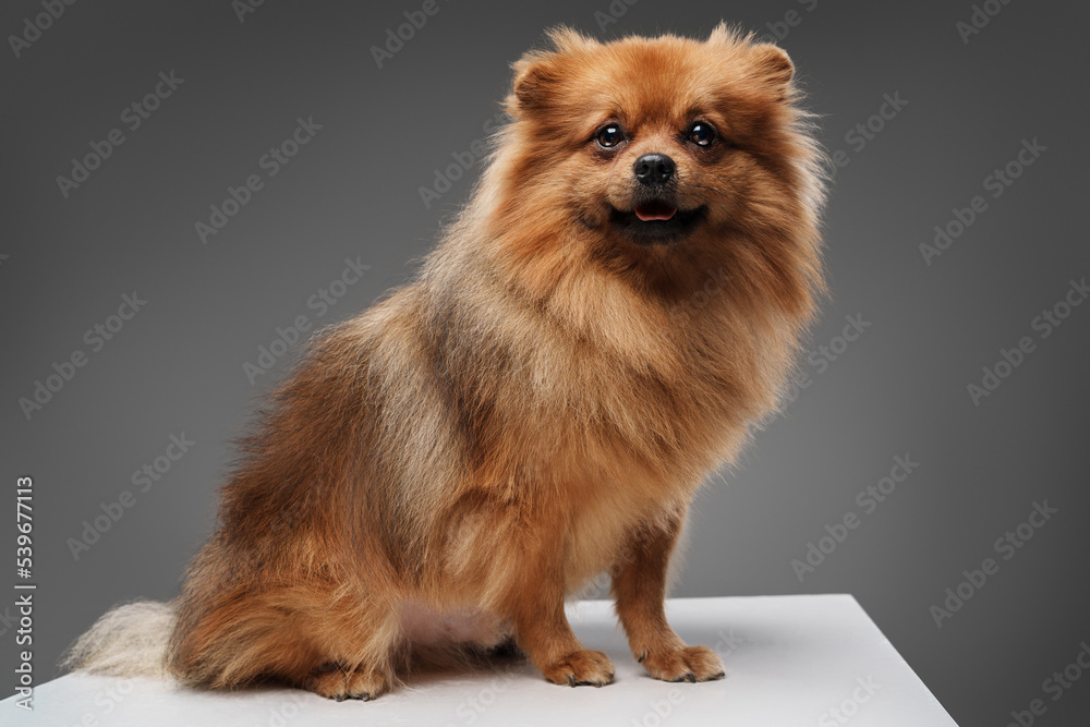 Studio shot of pedigreed small dog pomeranian breed isolated on gray background.