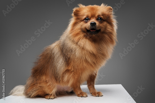 Studio shot of pedigreed small dog pomeranian breed isolated on gray background. © Fxquadro