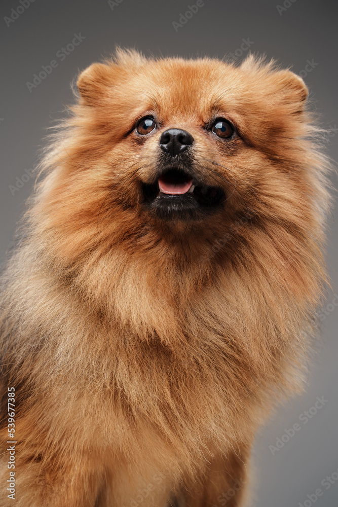 Studio shot of isolated on grey background small pedigreed dog spitz breed.