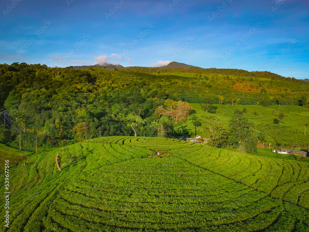 Aerial view shot from drone of green tea plantation, Top view aerial photo from flying drone of a tea plantation