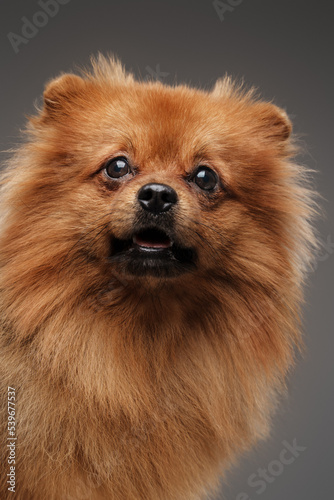 Studio shot of lovely little dog spitz breed with brown fur looking at camera. © Fxquadro