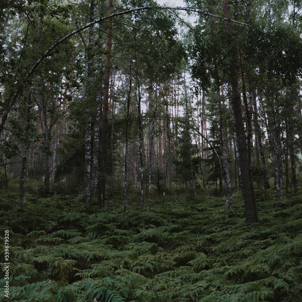 Obraz premium Fern thickets in the wild forest. Scenic landscape. Beautiful nature.