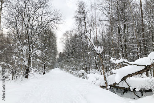 Snowy road in winter forest with snow covered trees