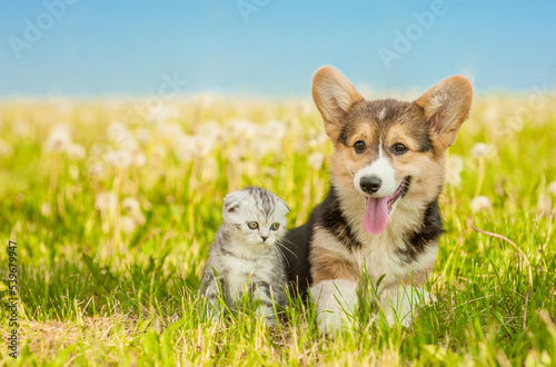 Pembroke Welsh Corgi puppy and tabby kitten sit on a summer green grass. Empty space for text