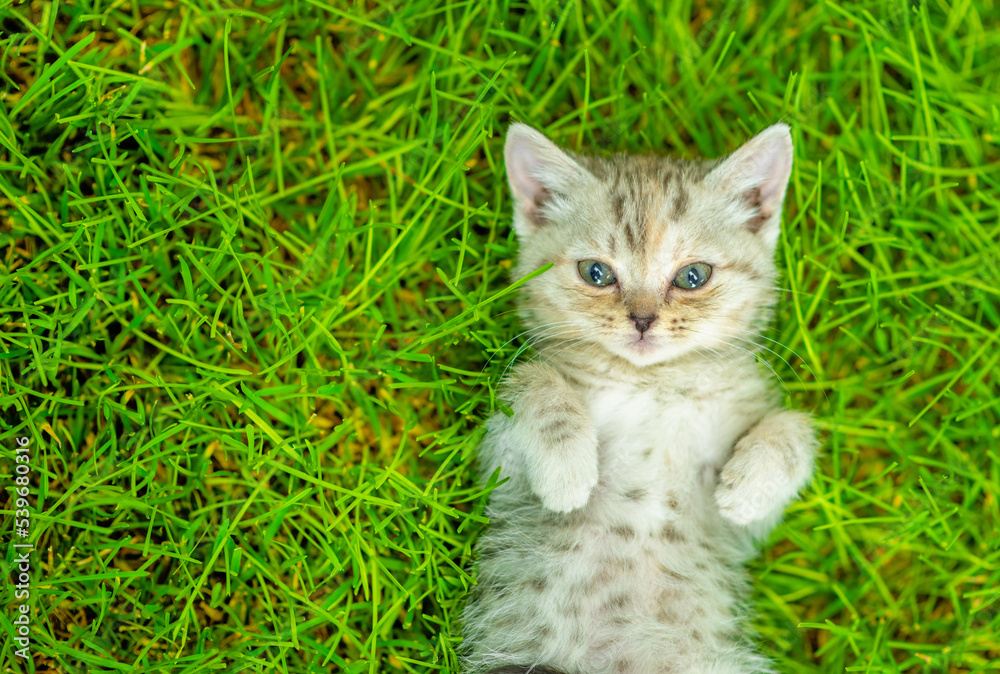 Cute kitten lying on its back on summer green grass. Top down view. Empty space for text