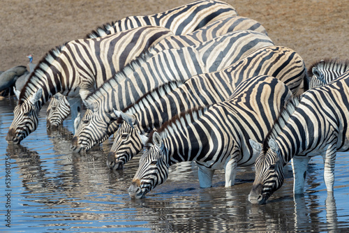 Plains Zebra  Equus quagga  herd drinking at a waterhole  Etosha national park  Namibia.