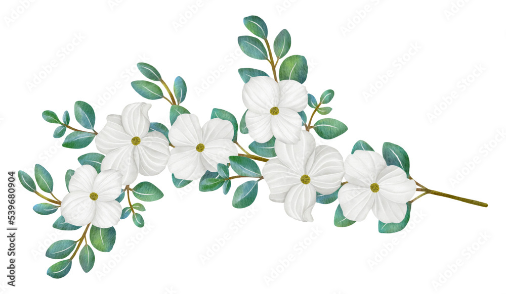 Obraz premium White Dogwood flowers and leaves,watercolor illustration.