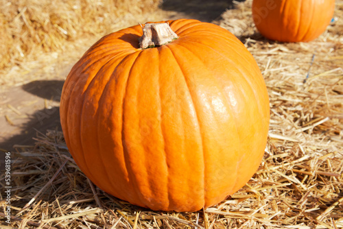 orange pumpkin lies on a haystack on a sunny autumn day