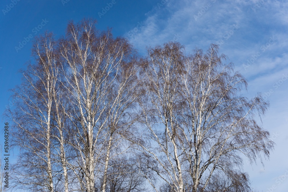 Autumn natural background with birches and sky. Empty space. October season. Autumn natural background with birches and sky. Empty space. October season.