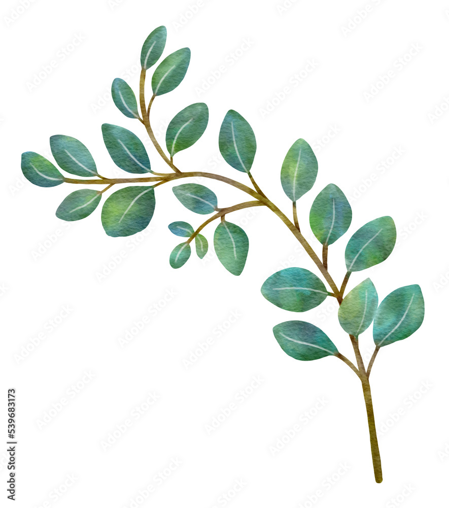 Green leaves,watercolor illustration.