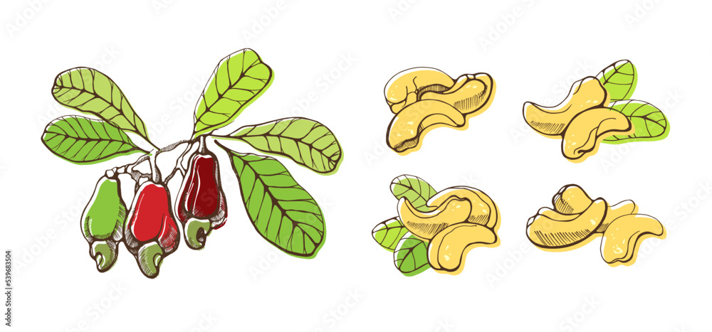 Set of cashew nuts on white background. Hand drawn vector illustration. Set of cashew nuts on white background. Hand drawn vector illustration.