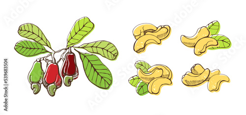 Set of cashew nuts on white background. Hand drawn vector illustration.