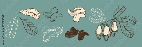 Set of cashew nuts and leaves on turquoise background. Hand drawn vector illustration.