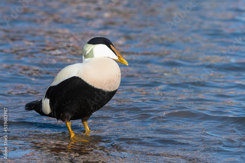 Male Eider Duck standing at the waters edge photo