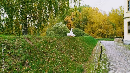 white geese roam in their residence during the autumn season