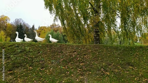 white geese roam in their residence during the autumn season