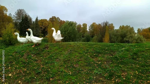 white geese roam in their residence during the autumn season