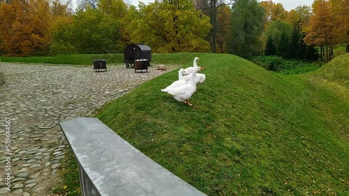 white geese roam in their residence during the autumn season