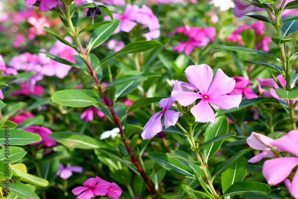 pink flowers in the garden pink flowers in the garden