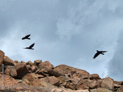 Fototapeta birds in flight