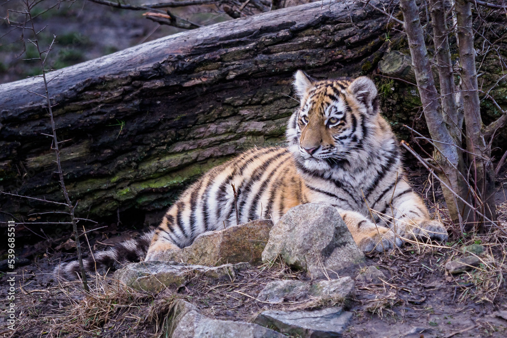 Obraz premium Cute siberian tiger cub, Panthera tigris altaica