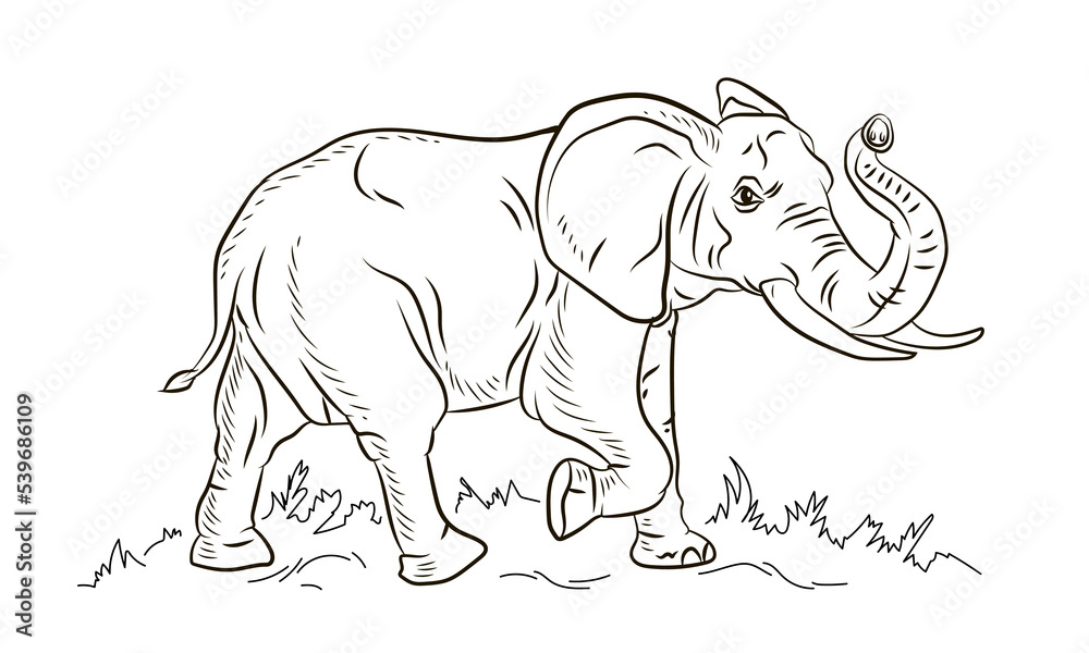 Obraz premium Animals. Black and white image of a large elephant, coloring book for children. Vector image.