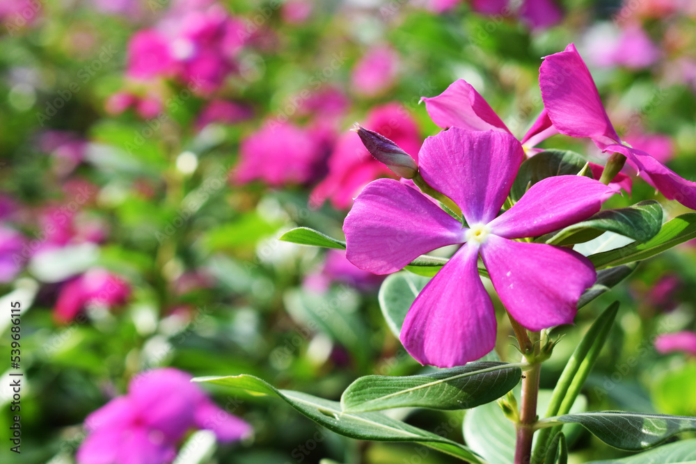 pink flowers in the garden pink flowers in the garden