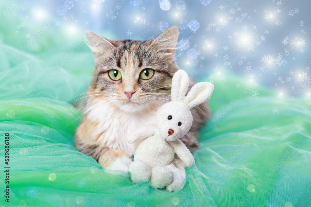 Fototapeta premium Cat hugs a little toy Bunny. Kitten lies on a blue green background. Pretty Kitten with big Green Eyes Cute Cat close up. Pet care. Happy New Year. Winter. 2023. December. Merry Christmas. 