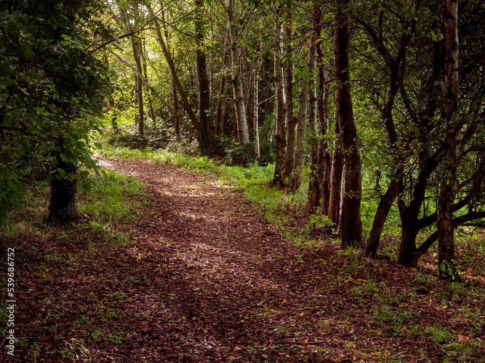 Obraz premium Walking path in autumn park covered with fallen leaf. Selective focus. Fall color of nature background. Nobody.