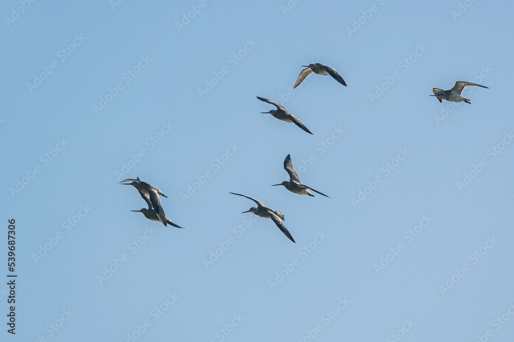 Black-tailed Godwit, Limosa limosa in flight in an environment, Devon, England Black-tailed Godwit, Limosa limosa in flight in an environment, Devon, England