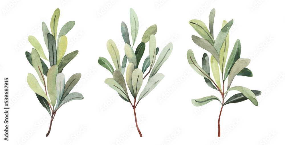 Field herbs, hand painted watercolor mistletoe green branches illustrations. Herbarium, botanical elements for design. Watercolor hand drawn clipart